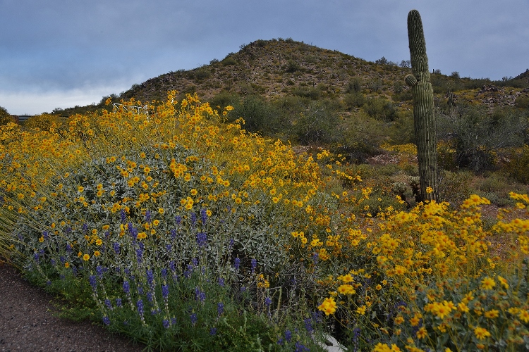 hills with brittlebush